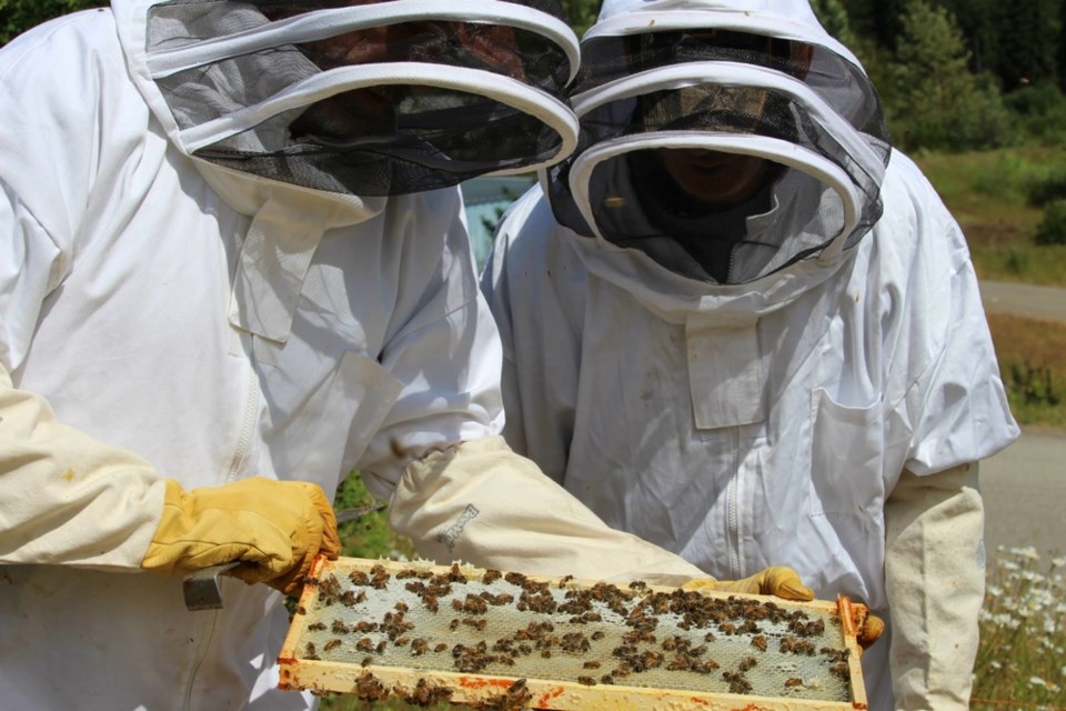 The programs consist of individual counselling and work therapies, including beekeeping. 