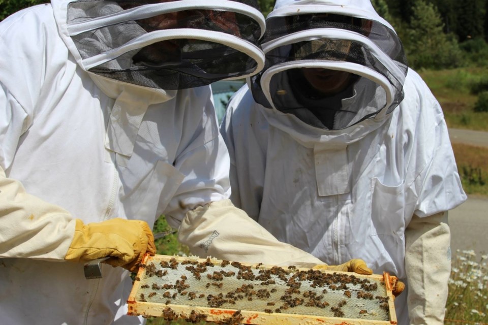 The programs consist of individual counselling and work therapies, including beekeeping. 