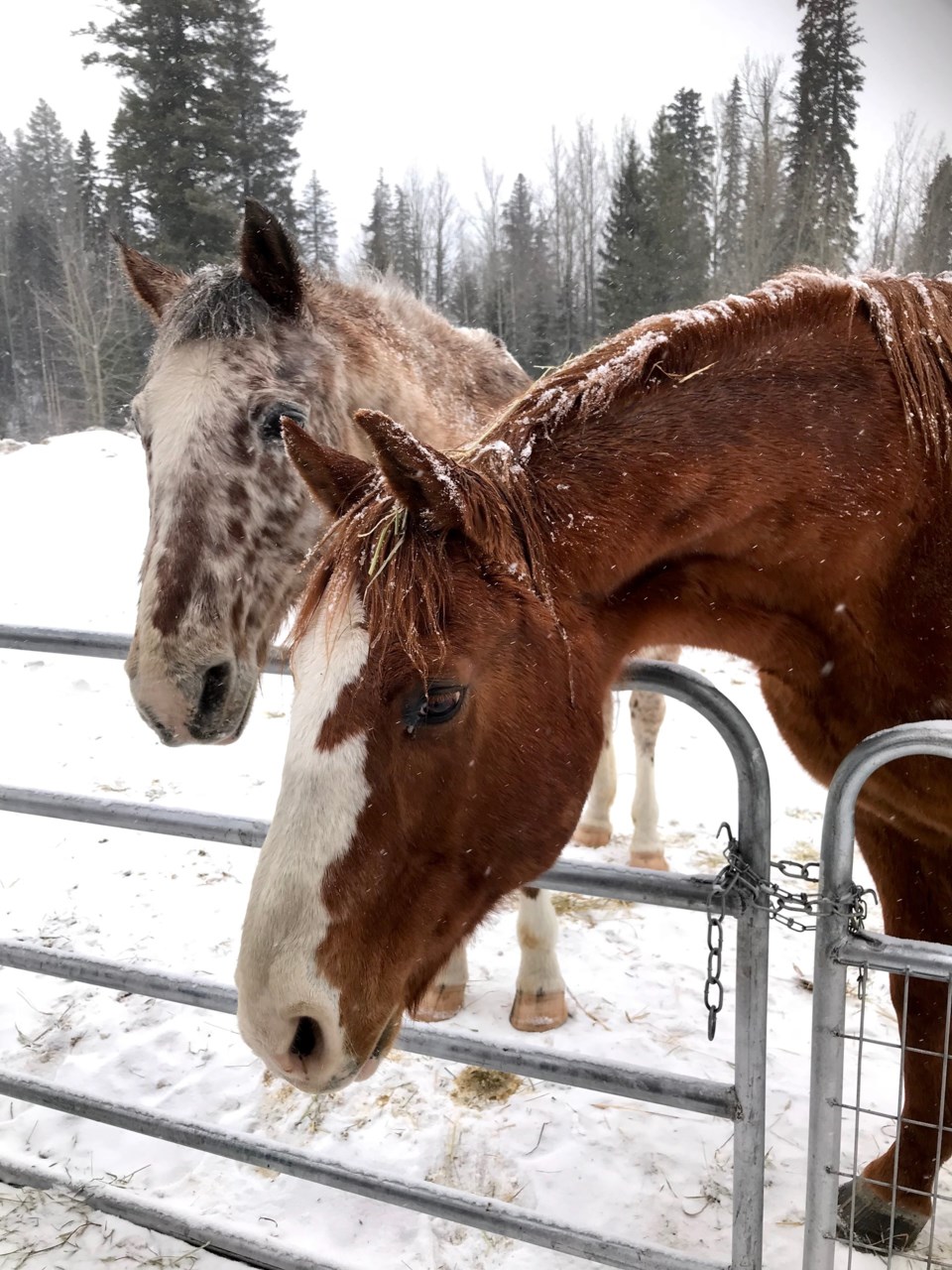 baldy-hughes-horses