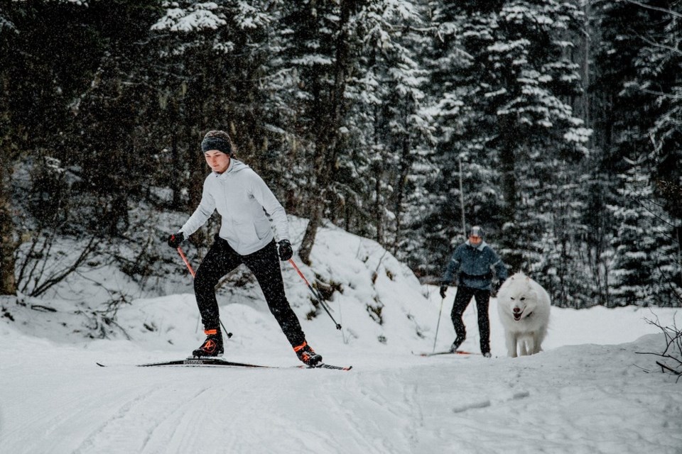 tourism-prince-george-skiing-dog