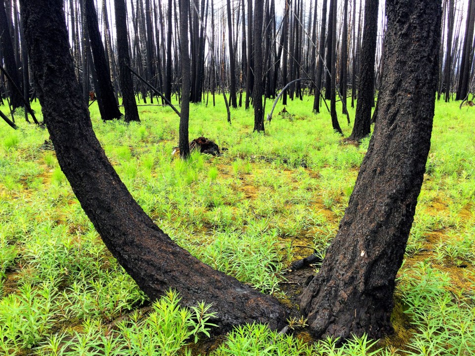 a-post-fire-forest_conservation-north-photo