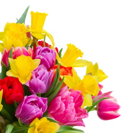 bouquet-of-pink-purple-and-red-tulips-2024-10-19-13-05-57-utc