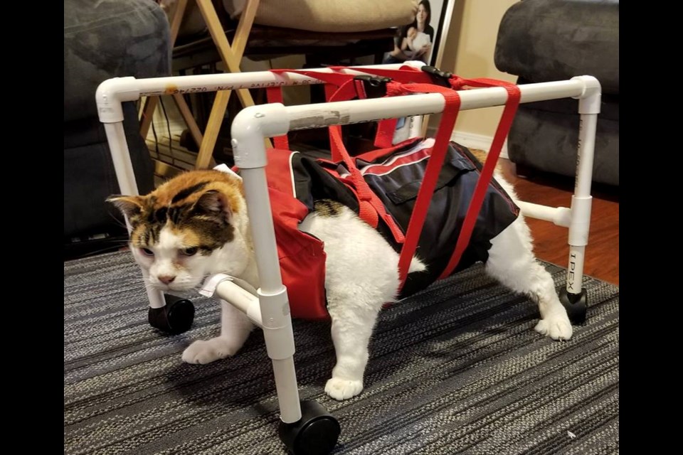 Despite her expression, Wanda enjoys using her walker to get around the house. (via Facebook/Ospika Animal Hospital)