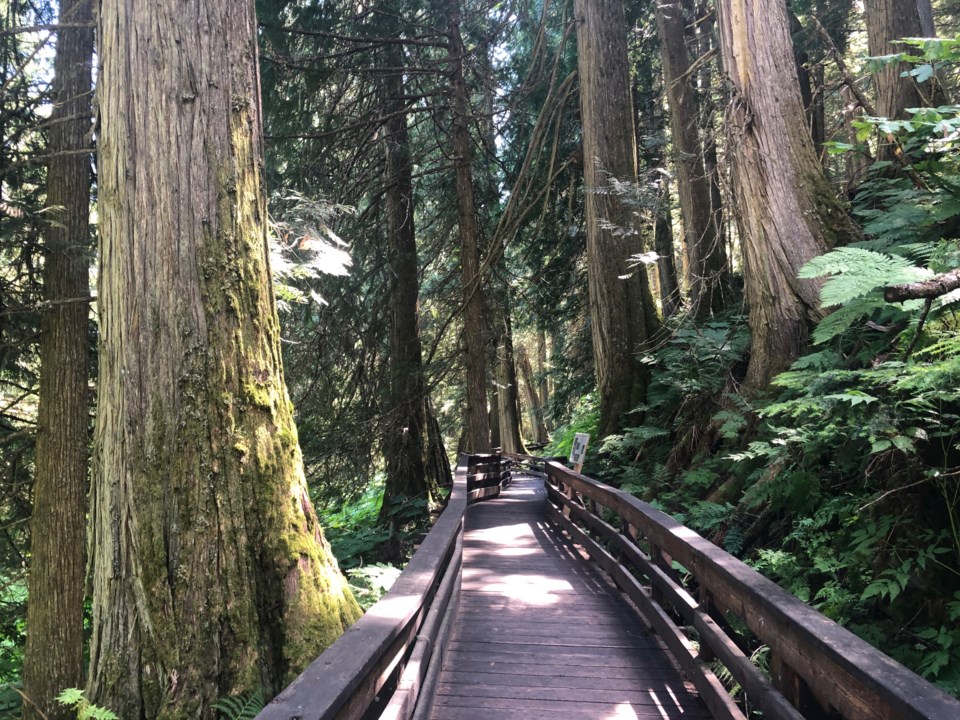 ancient forest