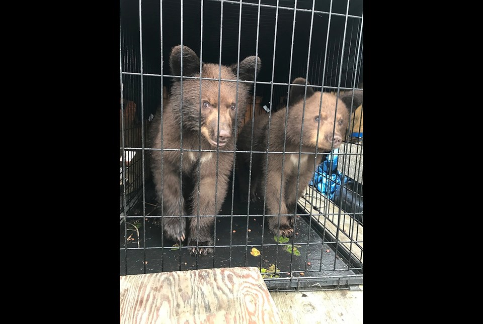 Bear family in Fort St. John