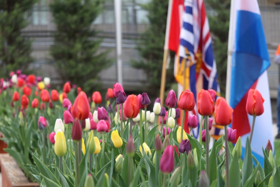 Tulips on display at Prince George City Hall by the Dutch-Canadian Tulip Commemoration (via Kyle Balzer)