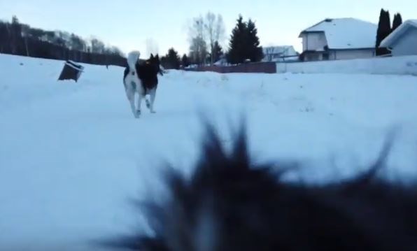 gintersvideo2