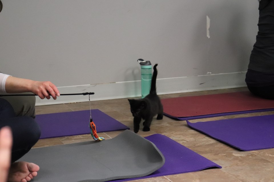 https://www.vmcdn.ca/f/files/princegeorgematters/images/events/kitty-cat-yoga/img_1439.JPG;w=960;h=640;bgcolor=000000