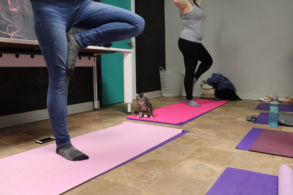 PHOTOS: Kitty Cats and Yoga Mats is a furry good time - Prince George  Citizen