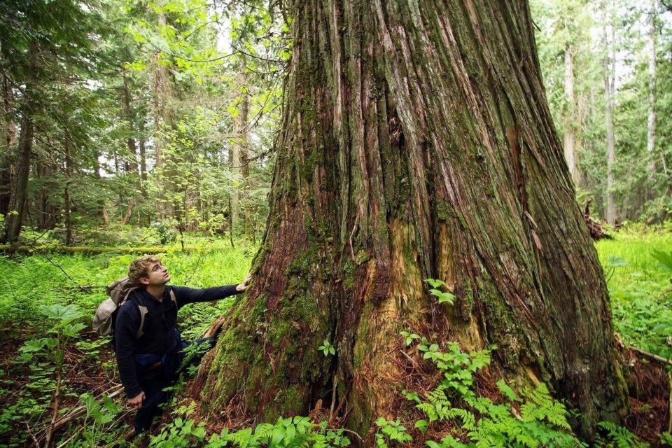 Northern B.C. old growth Conservation North