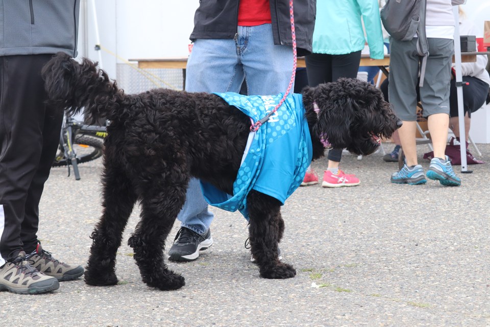Jeffry Wayow's dog wearing a Ride Don't Hide shirt. (via Hanna Petersen) 