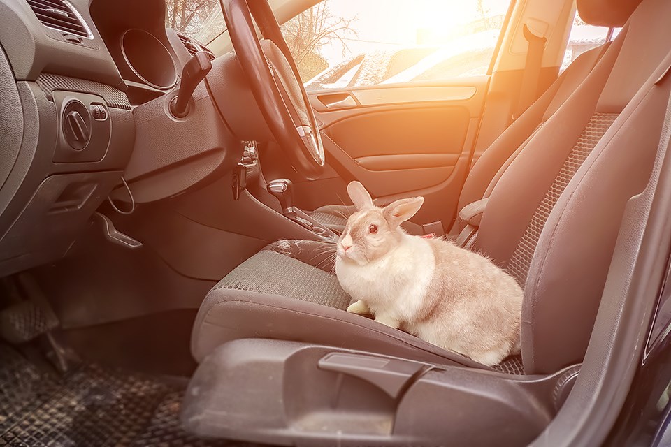 Bunny driving Getty