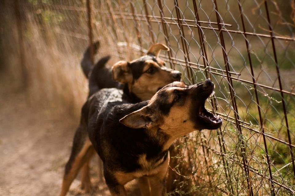 Growling dogs - Getty Images