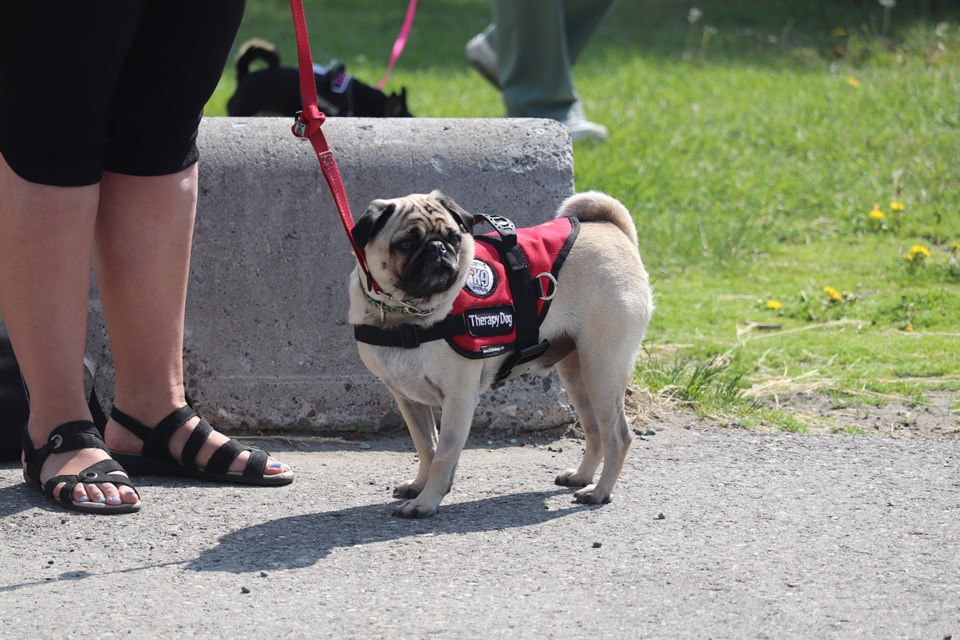 This is Yogi. He is the PG RCMP's Crisis Canine Therapy Dog. He has an important job. (via Hanna Petersen)