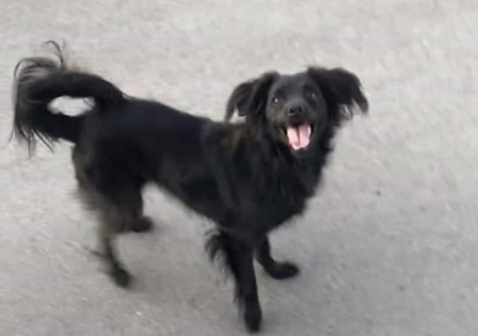 Wally the lost dog