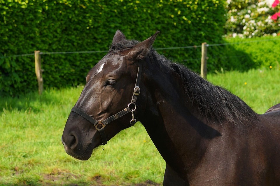 horse-1408754_1280
