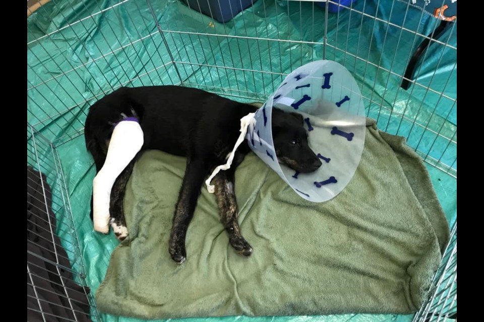 'Buddy' was surrendered after getting a broken leg that can't be repaired (via Facebook/Prince George Humane Society)