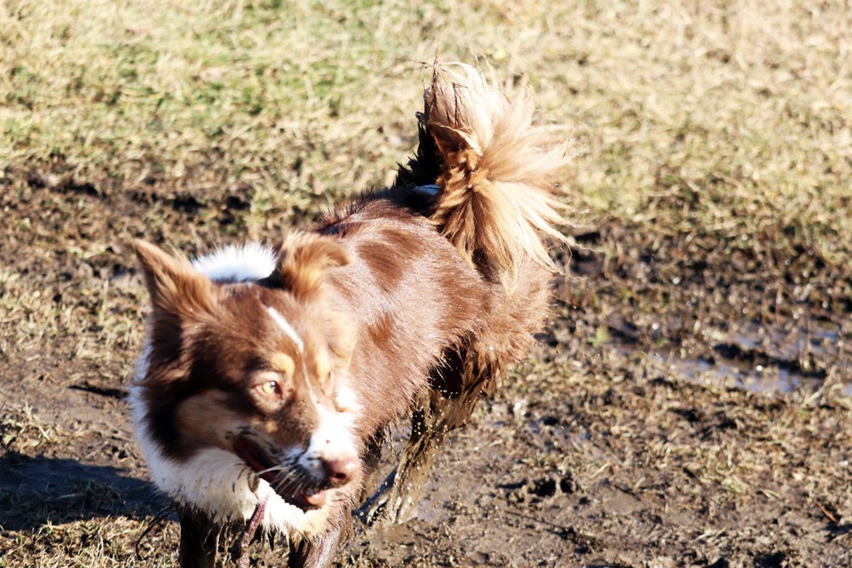 There were so many cute dogs decked out in Halloween costumes at a Prince George dog meet. (via Jess Fedigan)