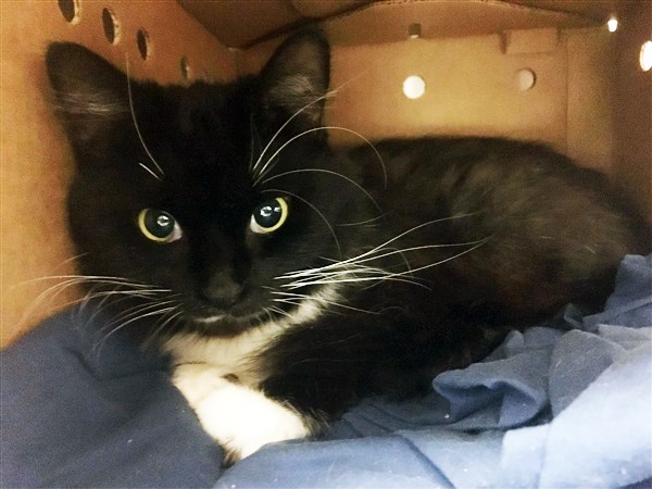Kit Kat is available for adoption at the North Cariboo District SPCA Branch in Prince George. (via BC SPCA)
