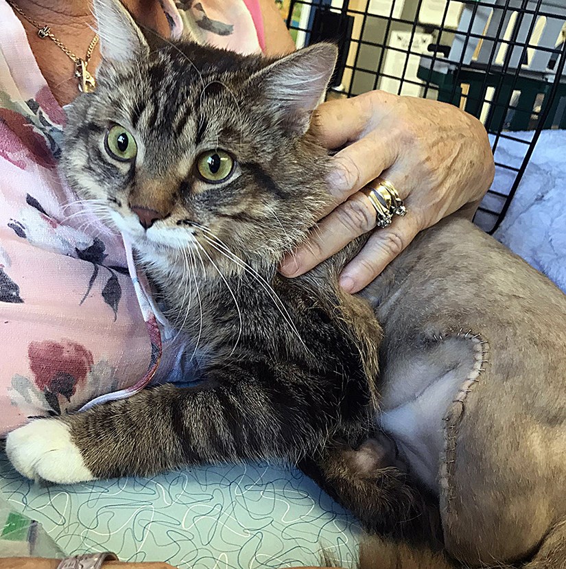 news-mr-fluffers-prince-george