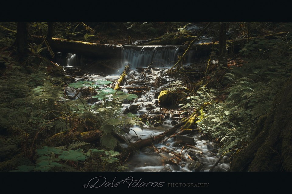 (via Dale Adams Photography)