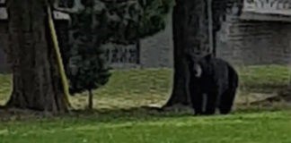 black-bear-park-324x160