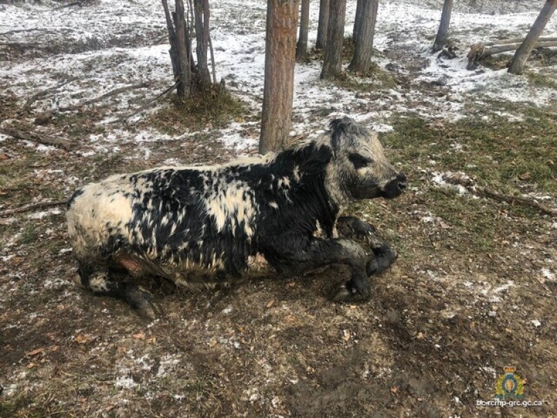 via RCMP.