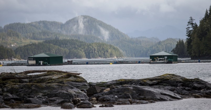 marine-harvest-fish-farm-near-midsummer-island-near-alert-bay