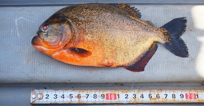 piranha-min