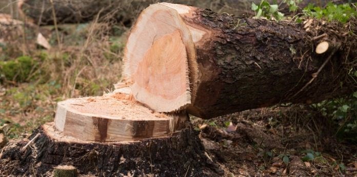 tree-cut-down-min-696x345