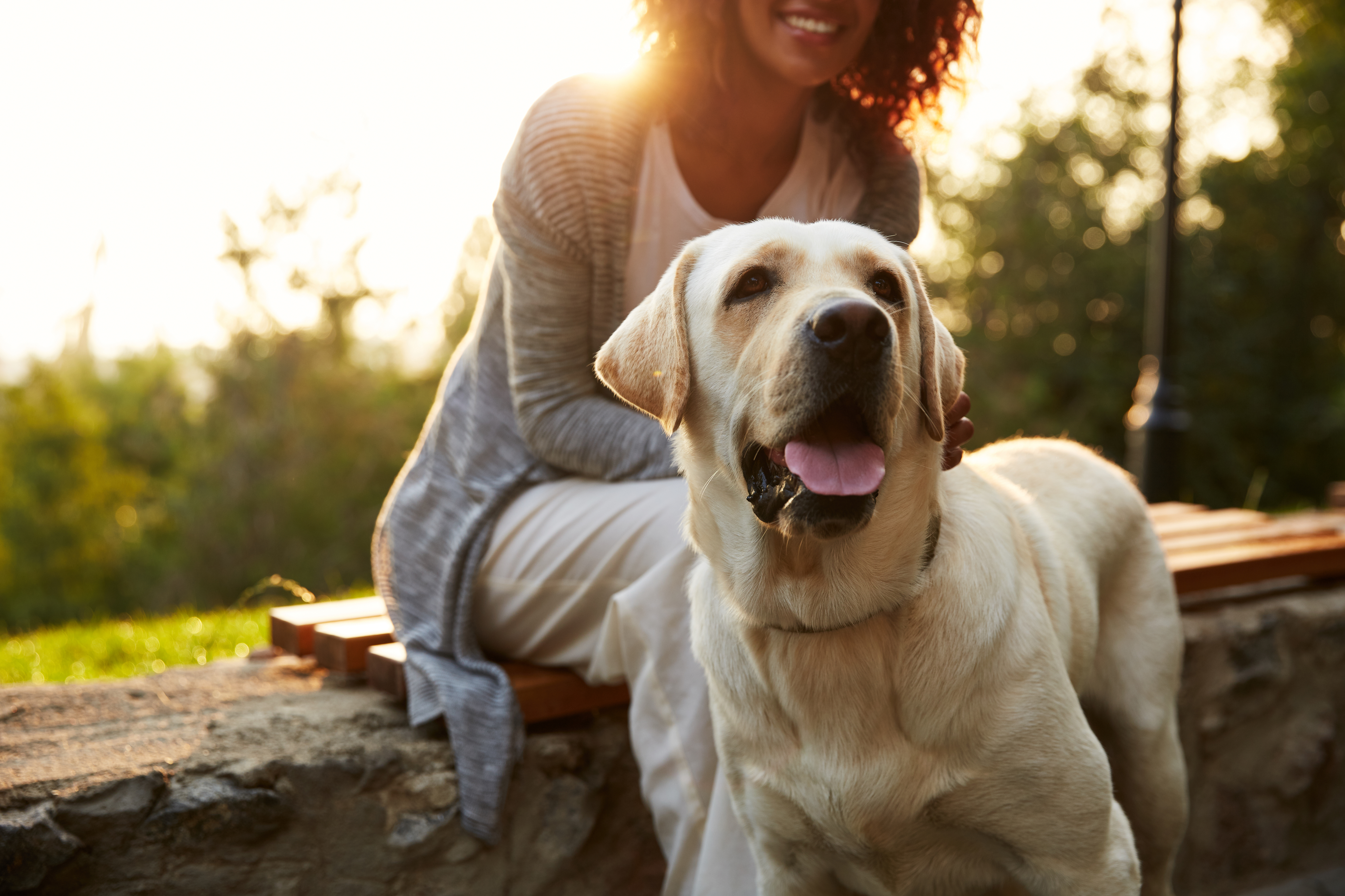 dog foods linked to canine heart disease