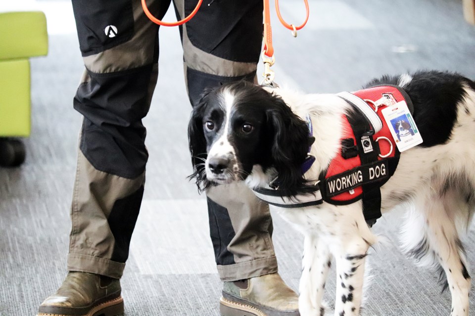 Angus is a dog who works in Vancouver Coastal Health Authority to detect C. difficile. (via Jessica Fedigan)