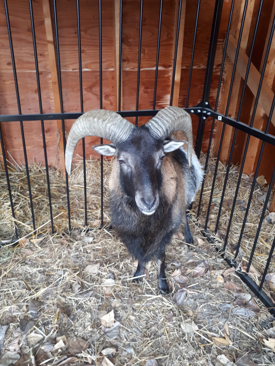 Vincent van Goat 1