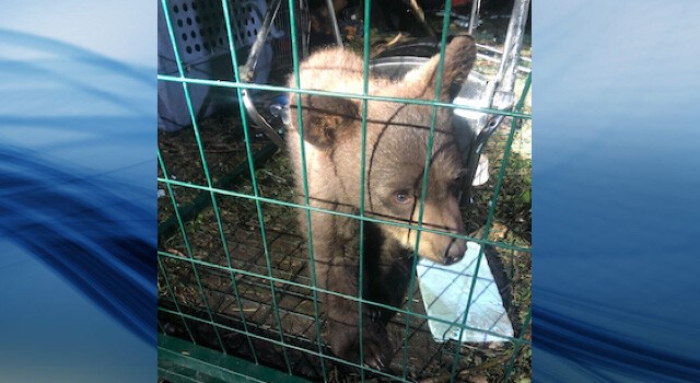 caged_black_bear_cub Hudson's Hope RCMP