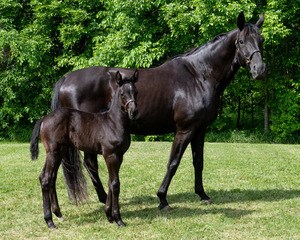Name the Foal 2020