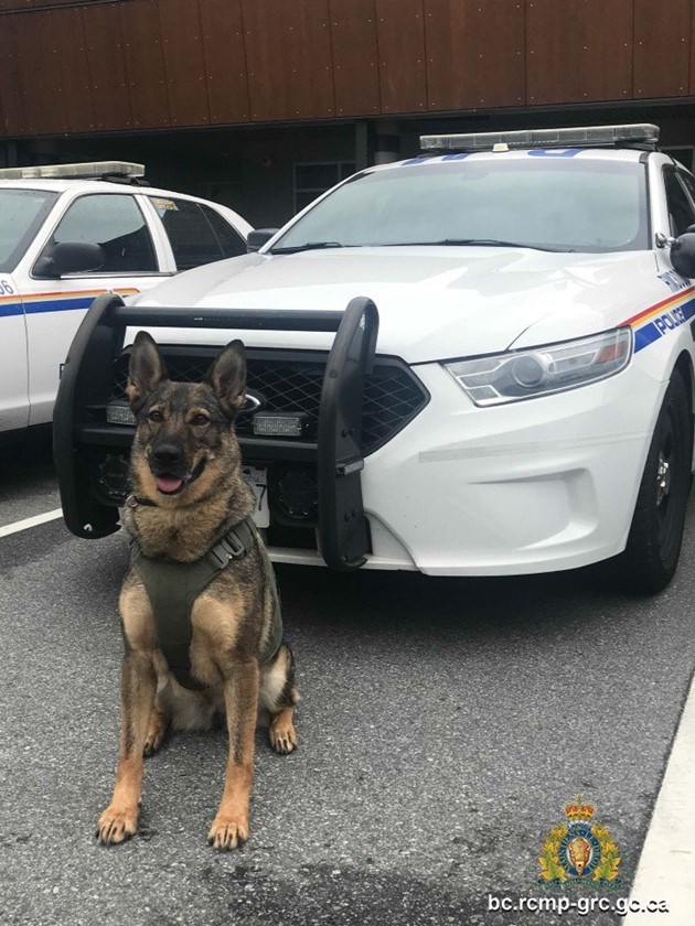 Police dog