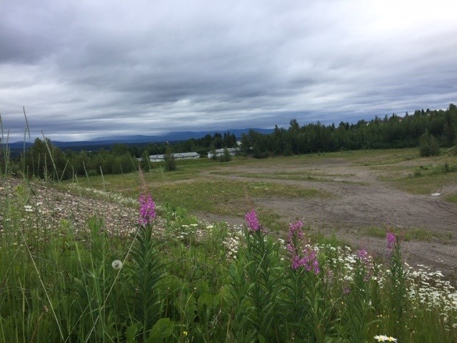 Rosmarie Vonah - June 27, 2020 lavender flowers