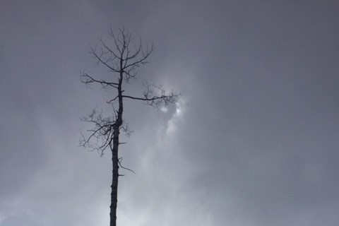rosmarietree2
