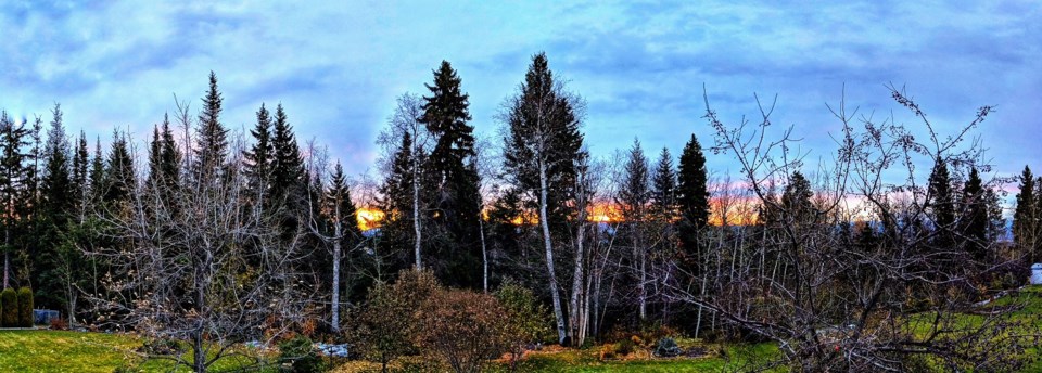 Helen Tabora - Oct. 16, 2019 forest pano