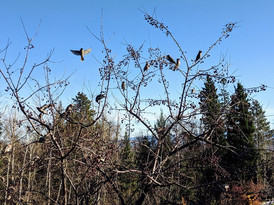 Helen Tabora - Oct. 28, 2019 fall waxwings