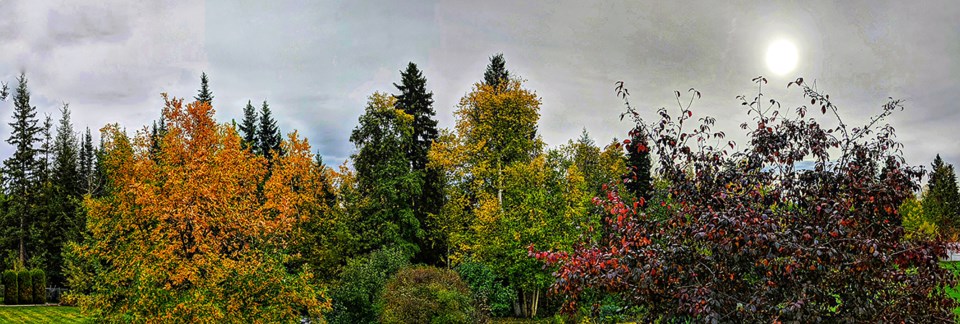 Helen Tabora - Sept. 25, 2019 fall trees