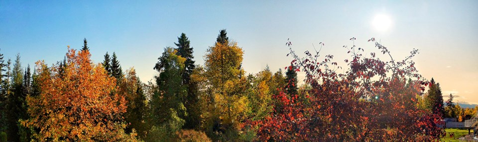 Helen Tabora - Sept. 26, 2019 fall colours