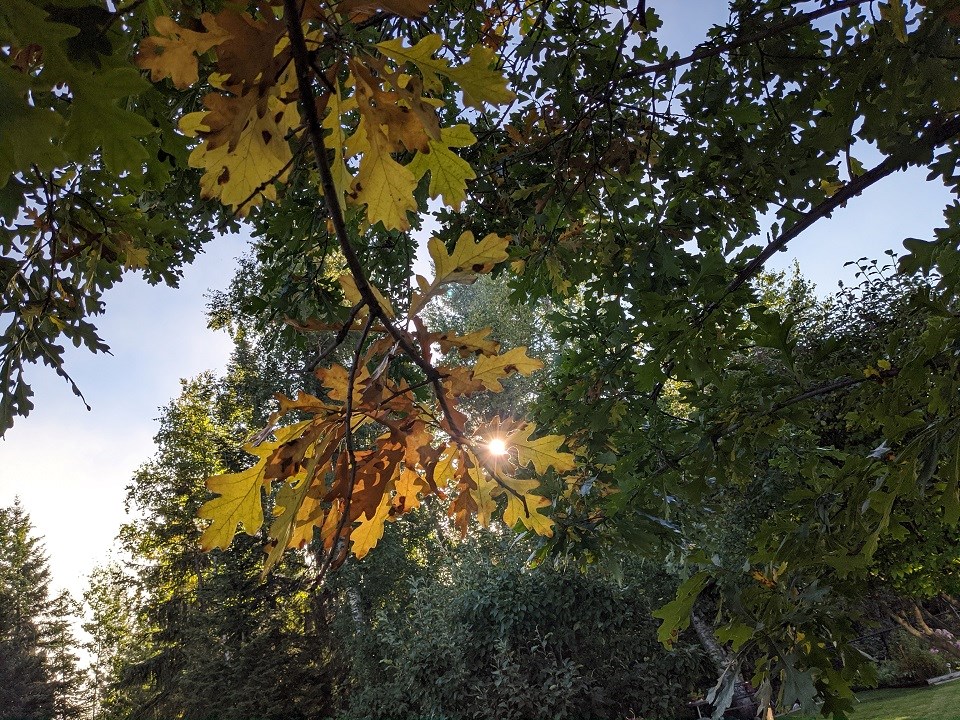Helen Tabora - Sept. 9, 2020 fall is coming