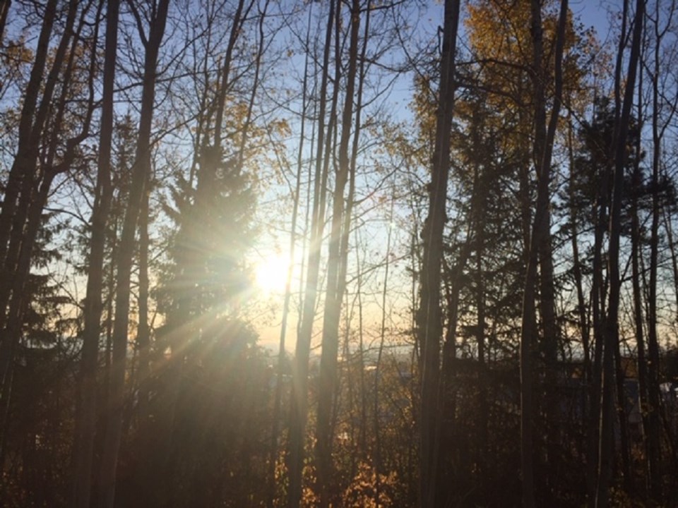 Rosmarie Vonah - Oct. 9, 2019 sunrise through trees