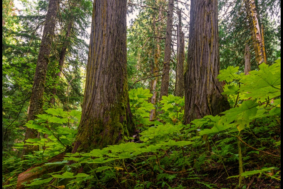 (via iStock)