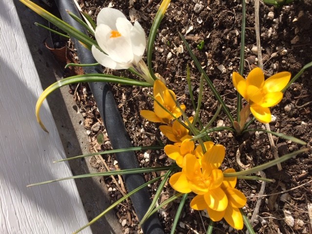 rosemarie flowers