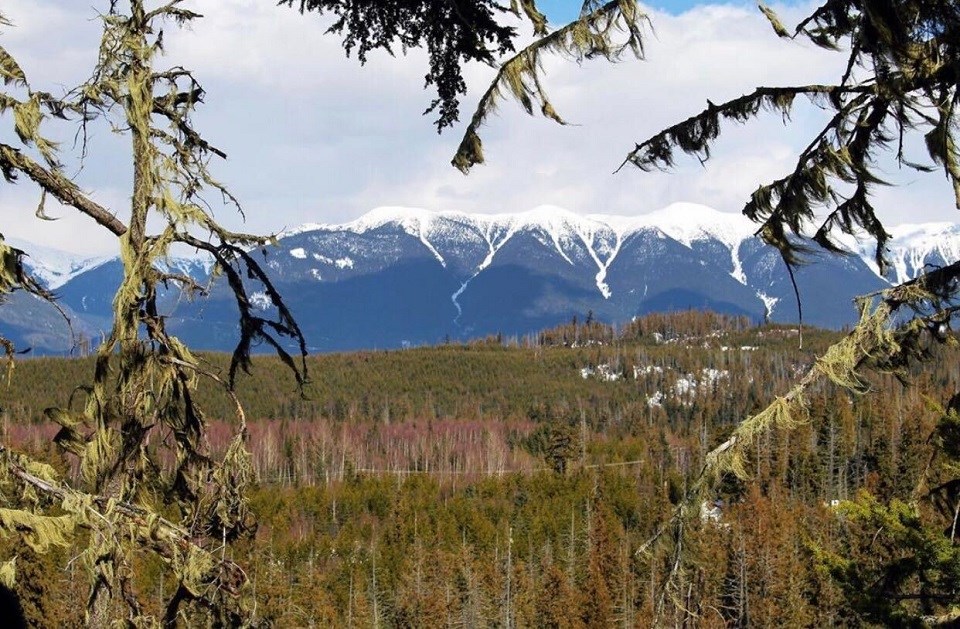 Conservation North - April 2020 tress and mountains