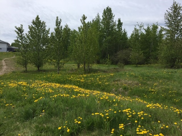 Rosmarie Vonah - May 29, 2020 dandelions