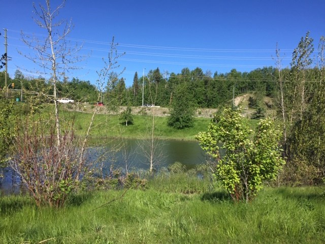 Rosmarie Vonah - June 15, 2020 park and pond