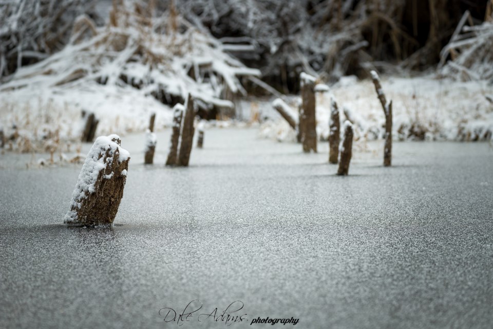 Dale Adams Snowy 3